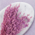 Silene lila 2.png
