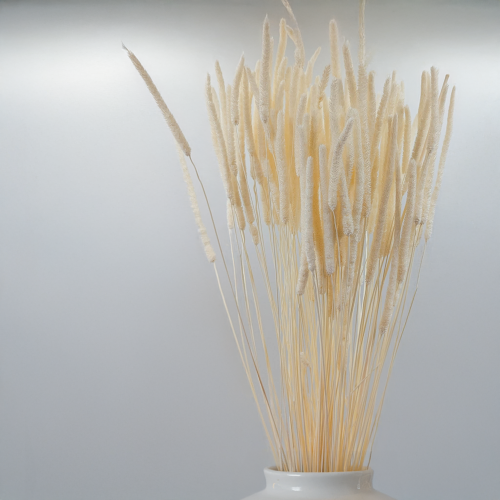 Tymotka bielona 3.png