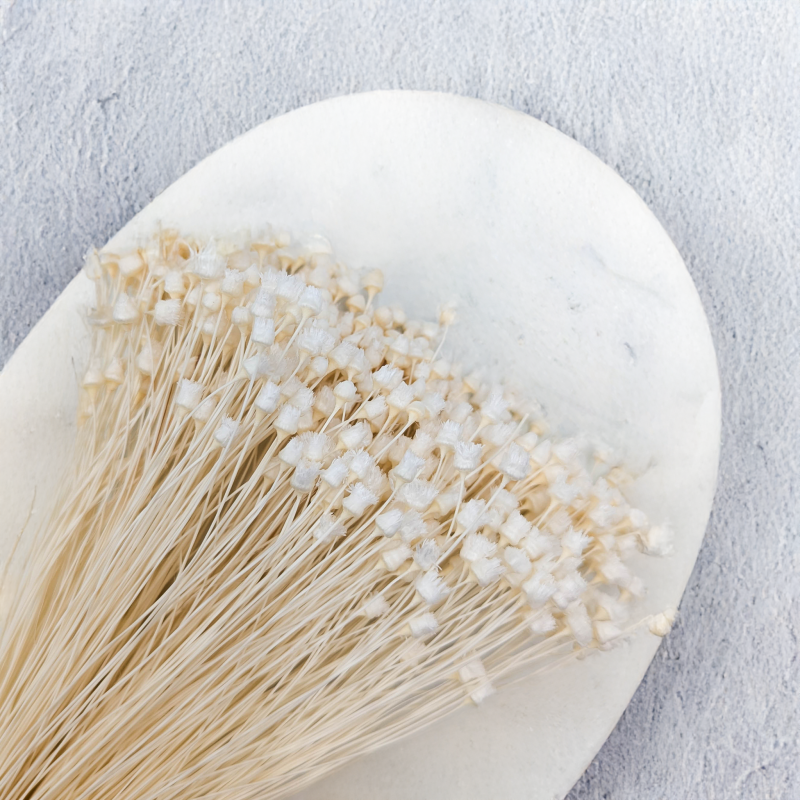 Jazilda bielona 2.png