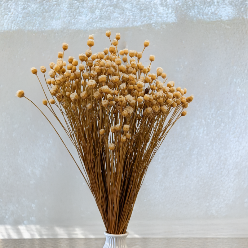 Jazilda naturalna 4.png