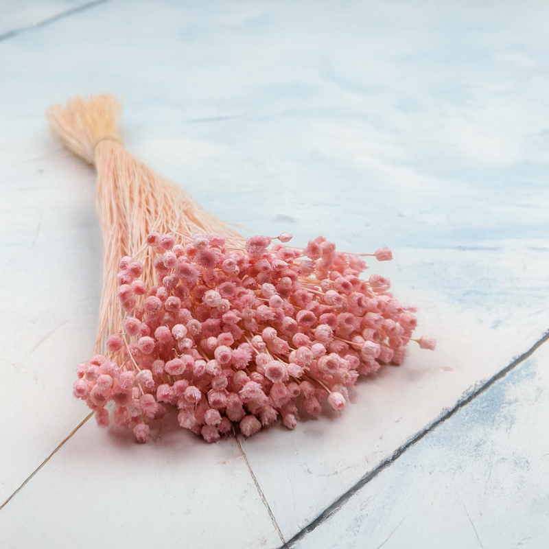 Jazilda różowa.png