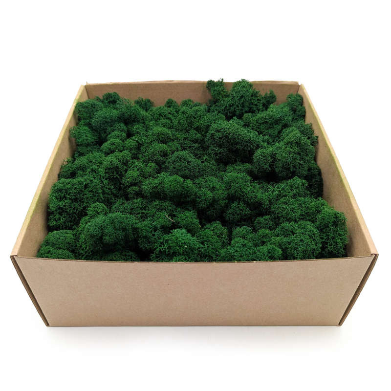 mech Chrobotek Alpejski lesny Zielony 2.png