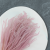 Ouro wrzosowe 2.png
