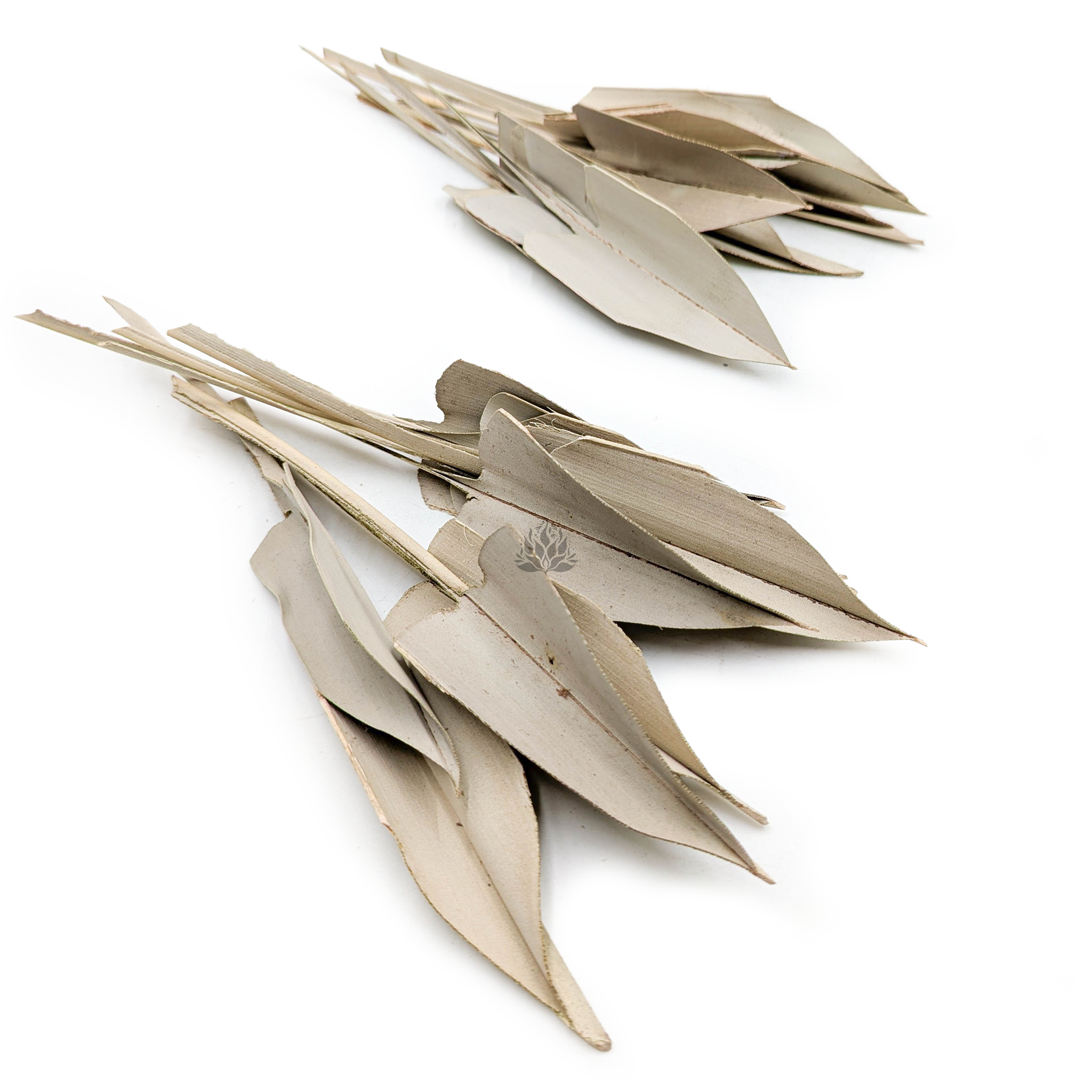 Getrocknete Palmblätter – Arrow Leaf – Natur - 20stk