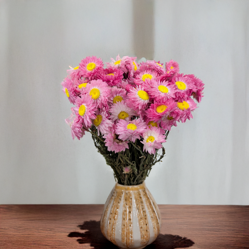 Suchlin różowy S 3.png