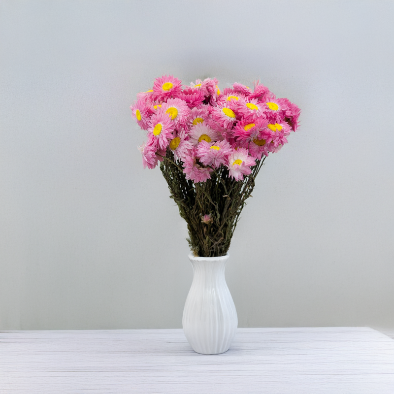 Suchlin różowy S 4.png