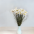 Acroclinium biale prem SZ 4.png