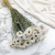 Acroclinium biale prem SZ 1.png