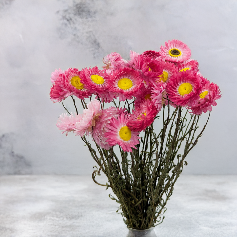 Acrolinium roz prem SZ 4.png