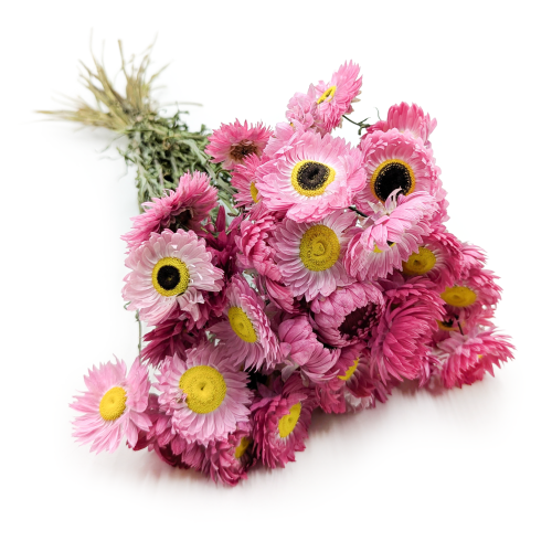 AMMOBIUM ROZOWE PREMIUM SZ.png