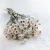 Ammobium nat premium SZ.png