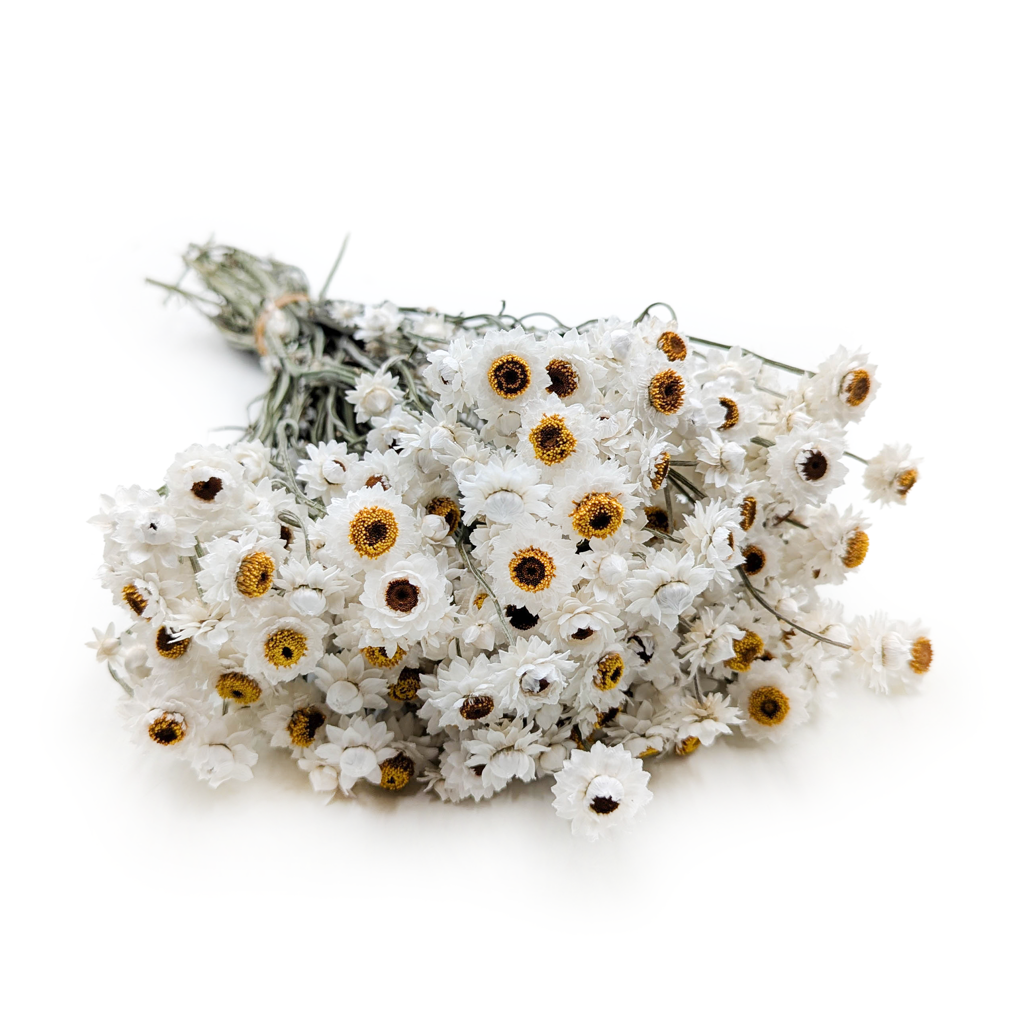 Getrocknetes Ammobium – (Ammobium alatum) – Weißes – PREMIUM