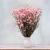 Ammobium jasny roz premium SZ 5.png