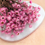 Ammobium roz premium SZ 3.png