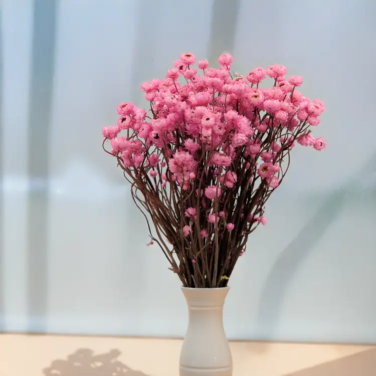 Ammobium roz premium SZ 5.png
