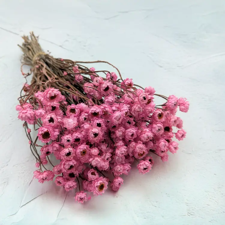 Ammobium roz premium SZ 1.png