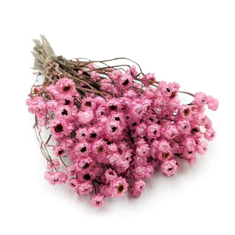 AMMOBIUM ROZ PREMIUM SZ.png