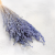 Briza minima lawendowa.png