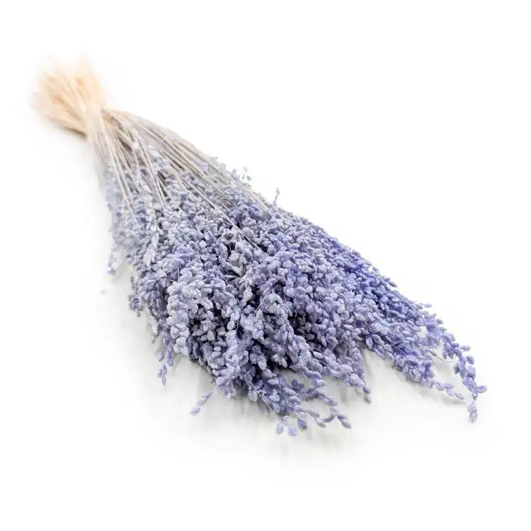 Briza minima lawendowa suszona.png