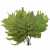 Paproc Strusia Jasna.jpg