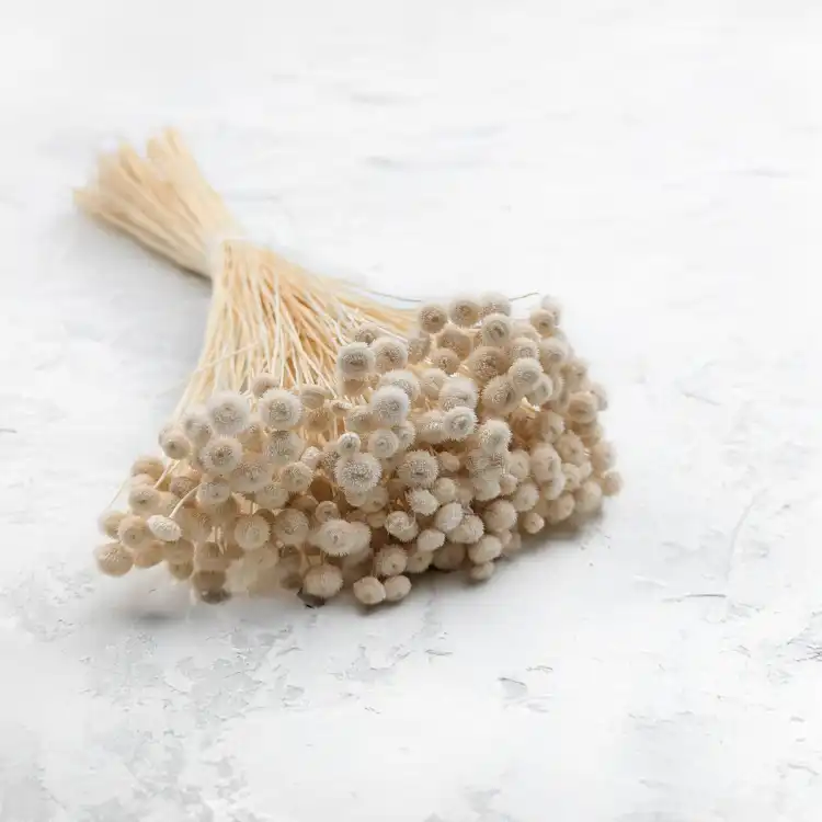 Amarelino bielone.png