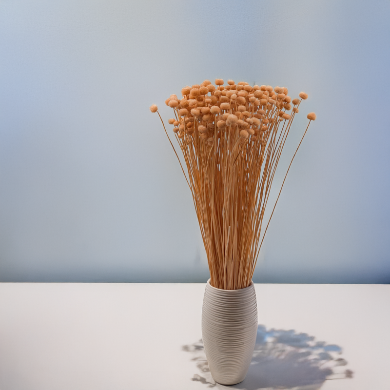 Amarelino brzoskwiniowe 4.png