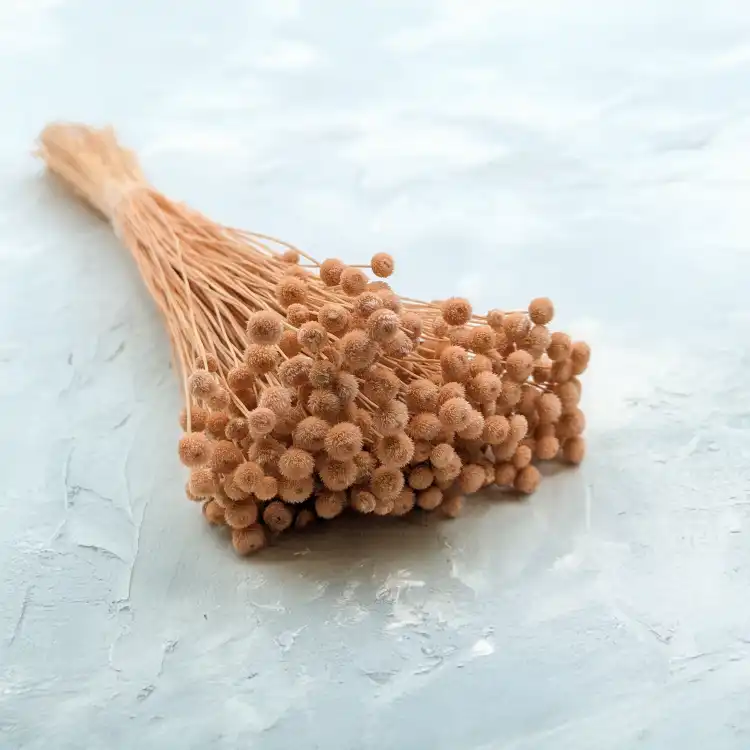Amarelino brzoskwiniowe.png