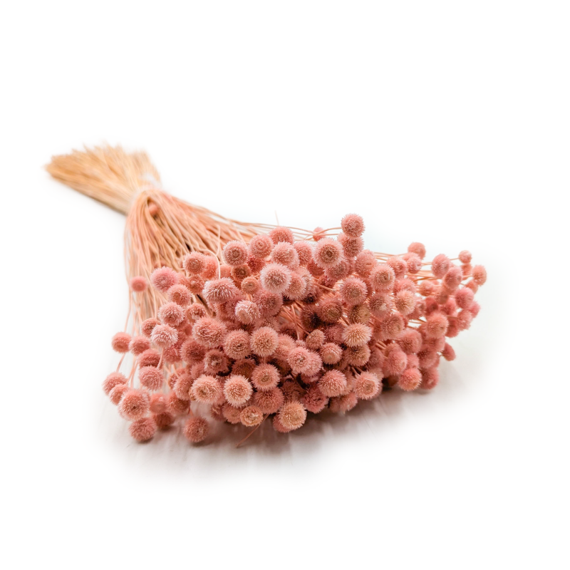 Amarelino różowe 111.png