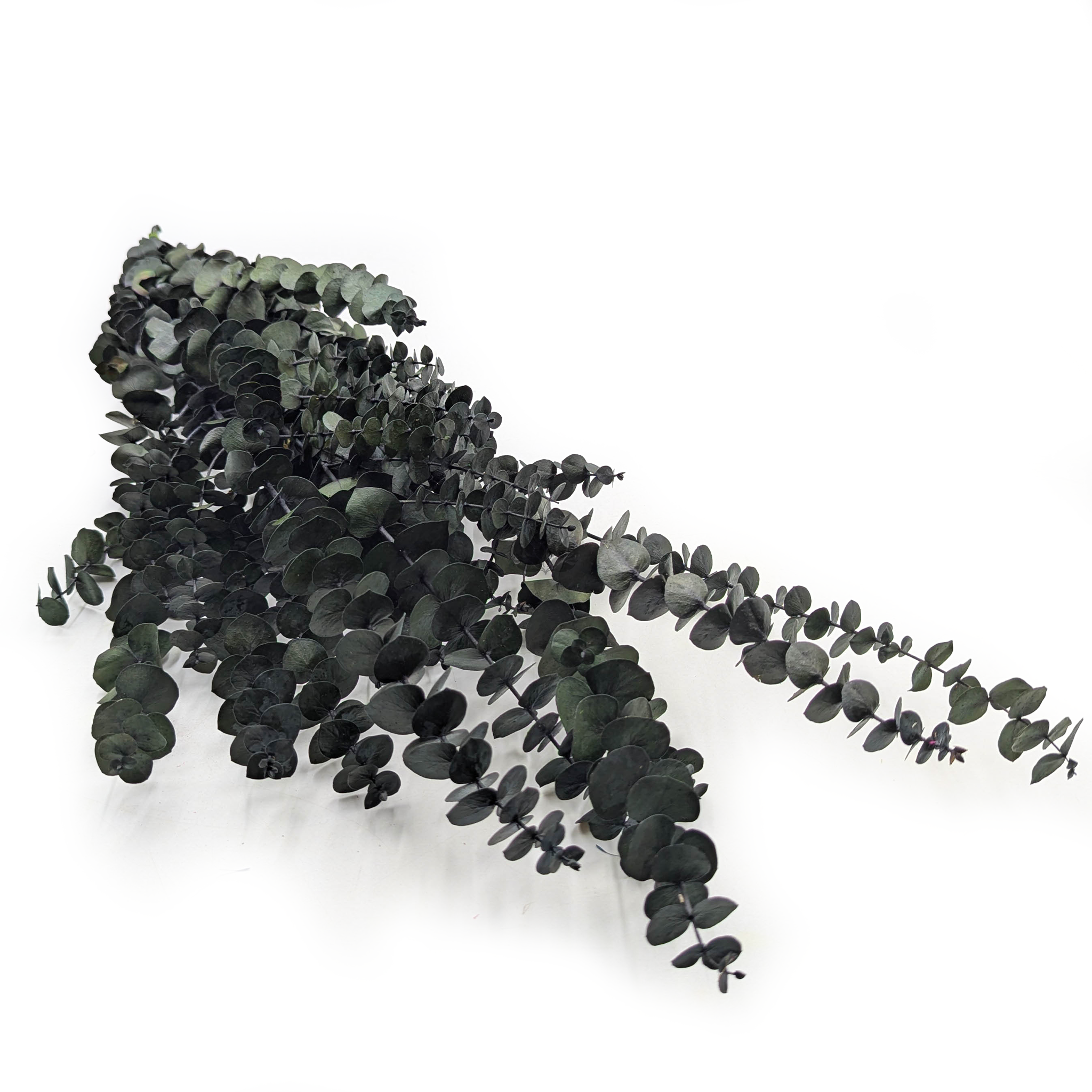 Stabilisiertes Eukalyptus - Baby - Grün