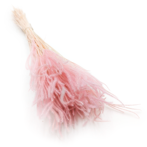 Ouro Stabilisiertes - Rosa