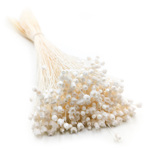 Jazilda Getrocknete - Gebleichte