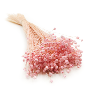 Jazilda Getrocknete - Rosa