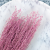 Lepidium wrzosowe 4.png