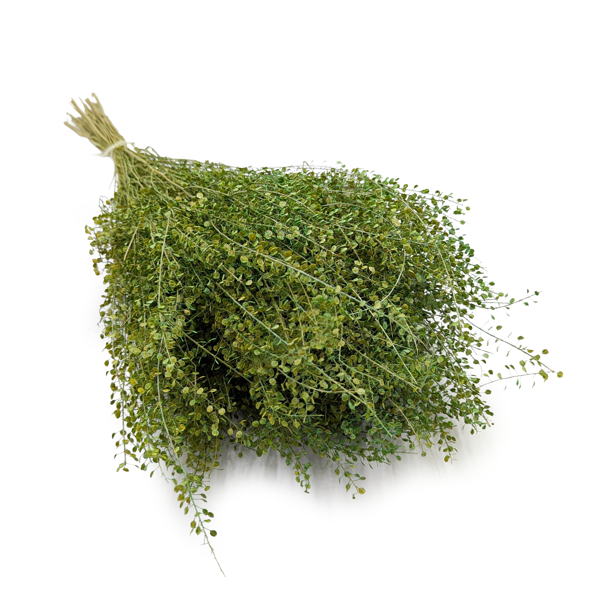 Lepidium Getrocknet – (Lepidium sativum) – Grün