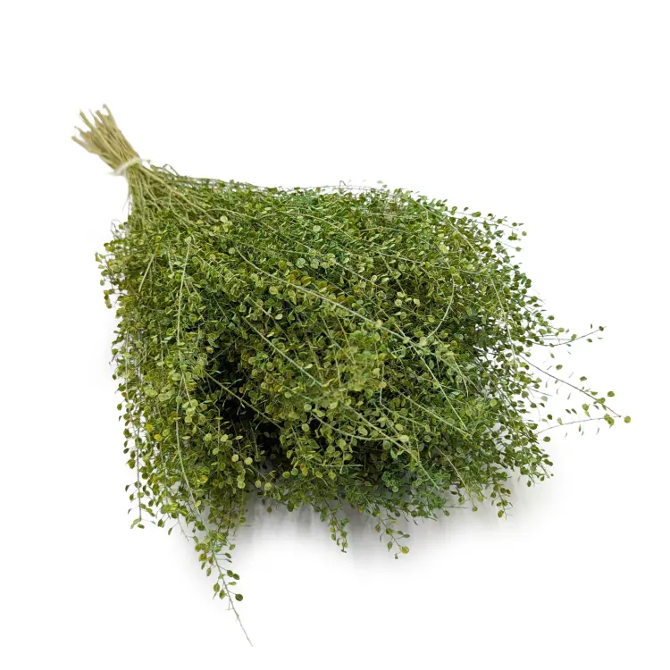 Lepidium zielone IT.png