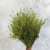 Lepidium zielone IT 3.png