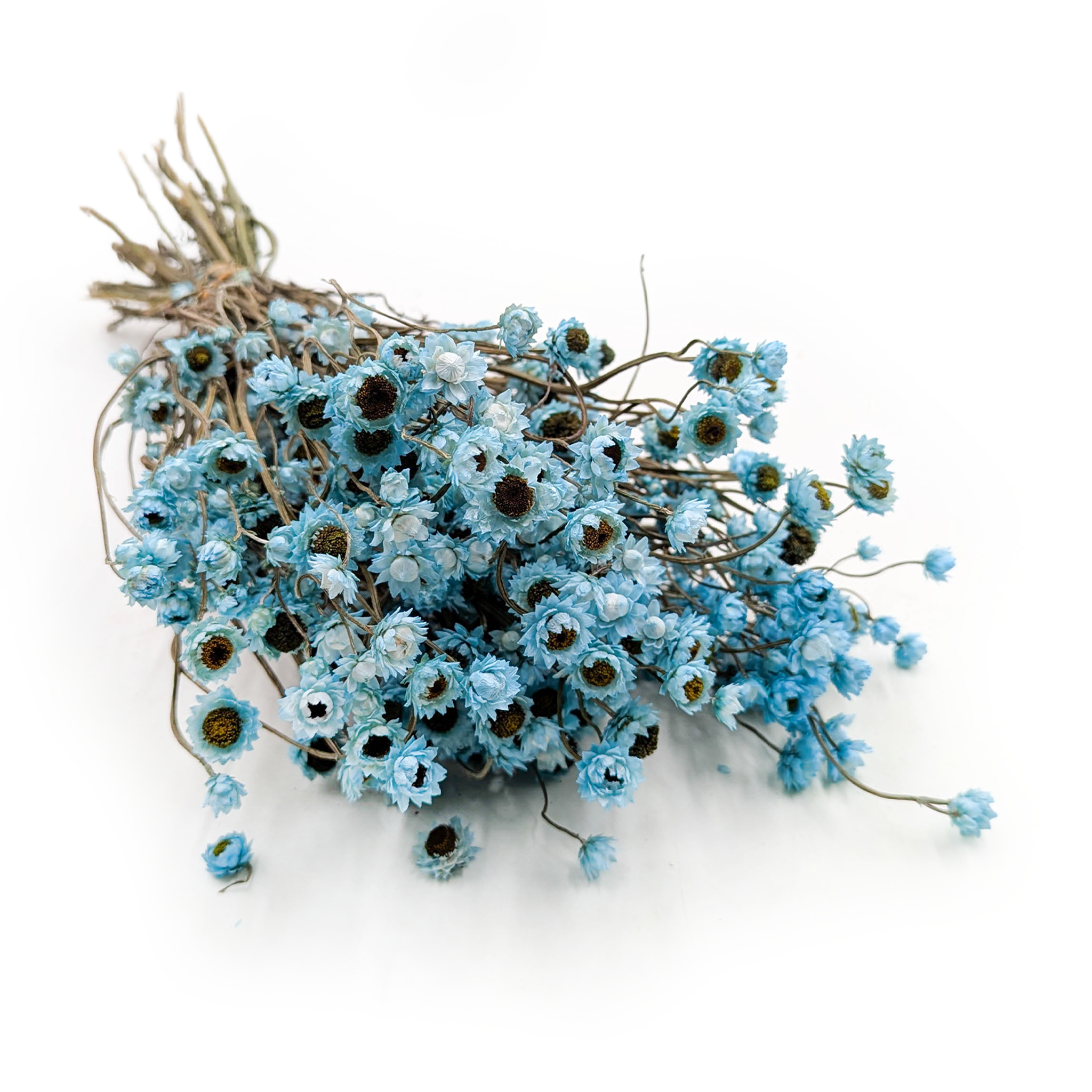 Getrocknete Ammobium – Azurblau  –  (Ammobium alatum) – PREMIUM