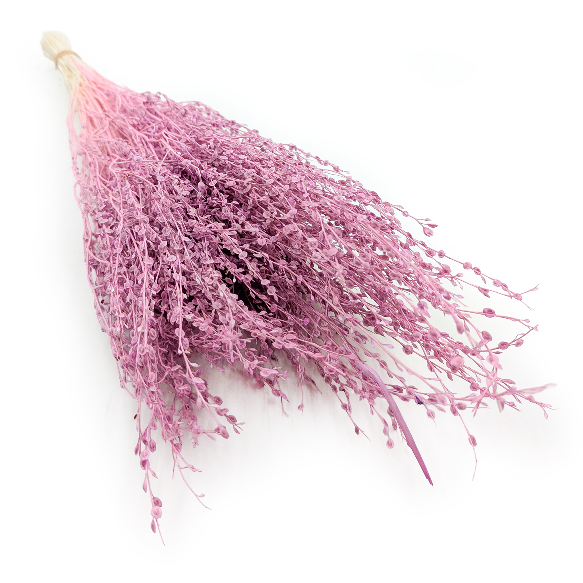 Lepidium (Lepidium sativum) - Heidefarbe