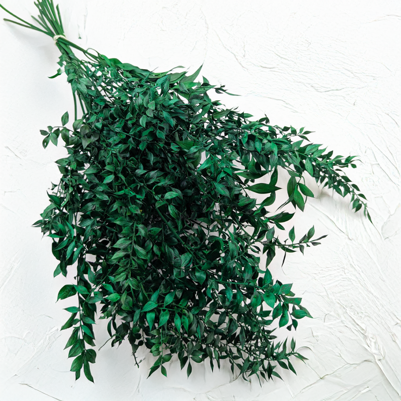 Ruskus suszony Zielony IT 1.png