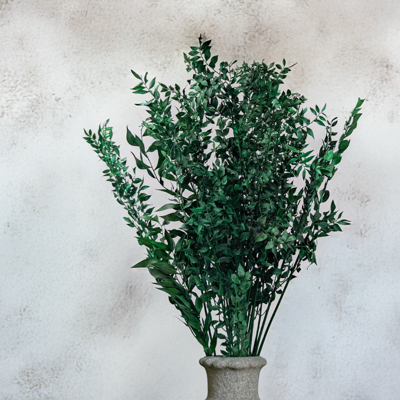 Ruskus suszony Zielony IT 3.png