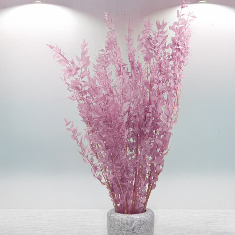 Ruskus wrzosowy 82 ES 4.png