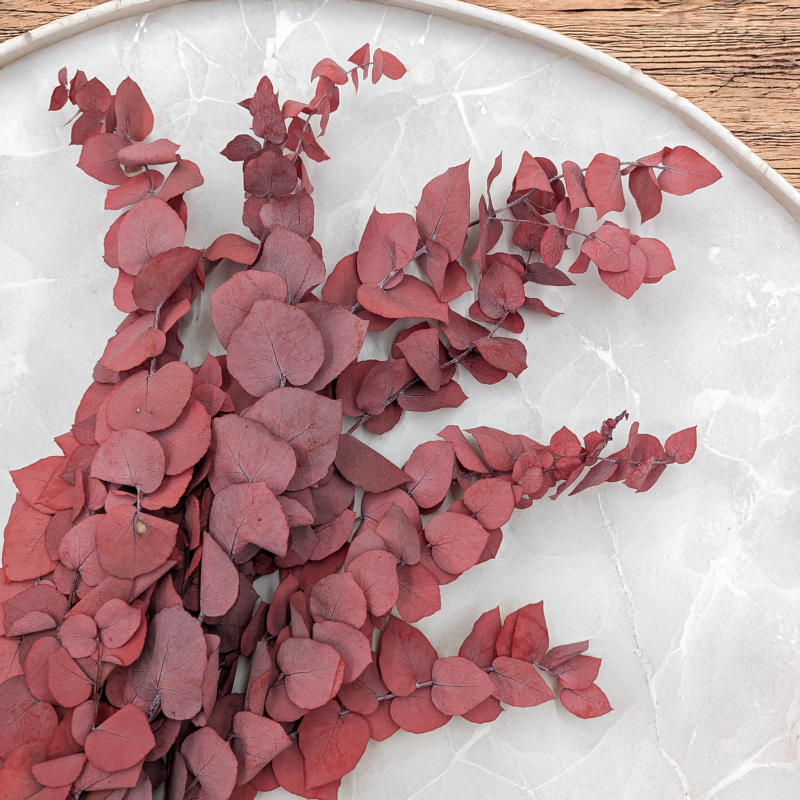 Stuartiana Czerwona LC 2.png