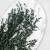 Parvifolia Zielona LC 2.png