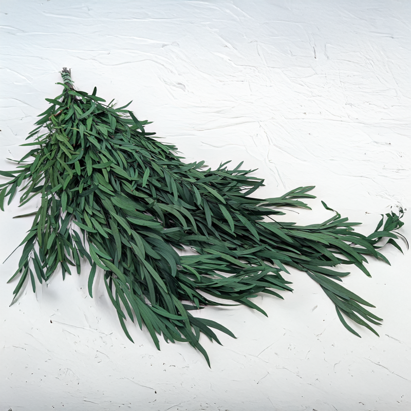 Nicoly Zielony LC 4.png