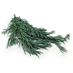 Stabilisierter Eukalyptus – Nicoly – Grün