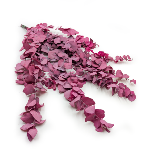 Stuartiana Lila LC 0.png