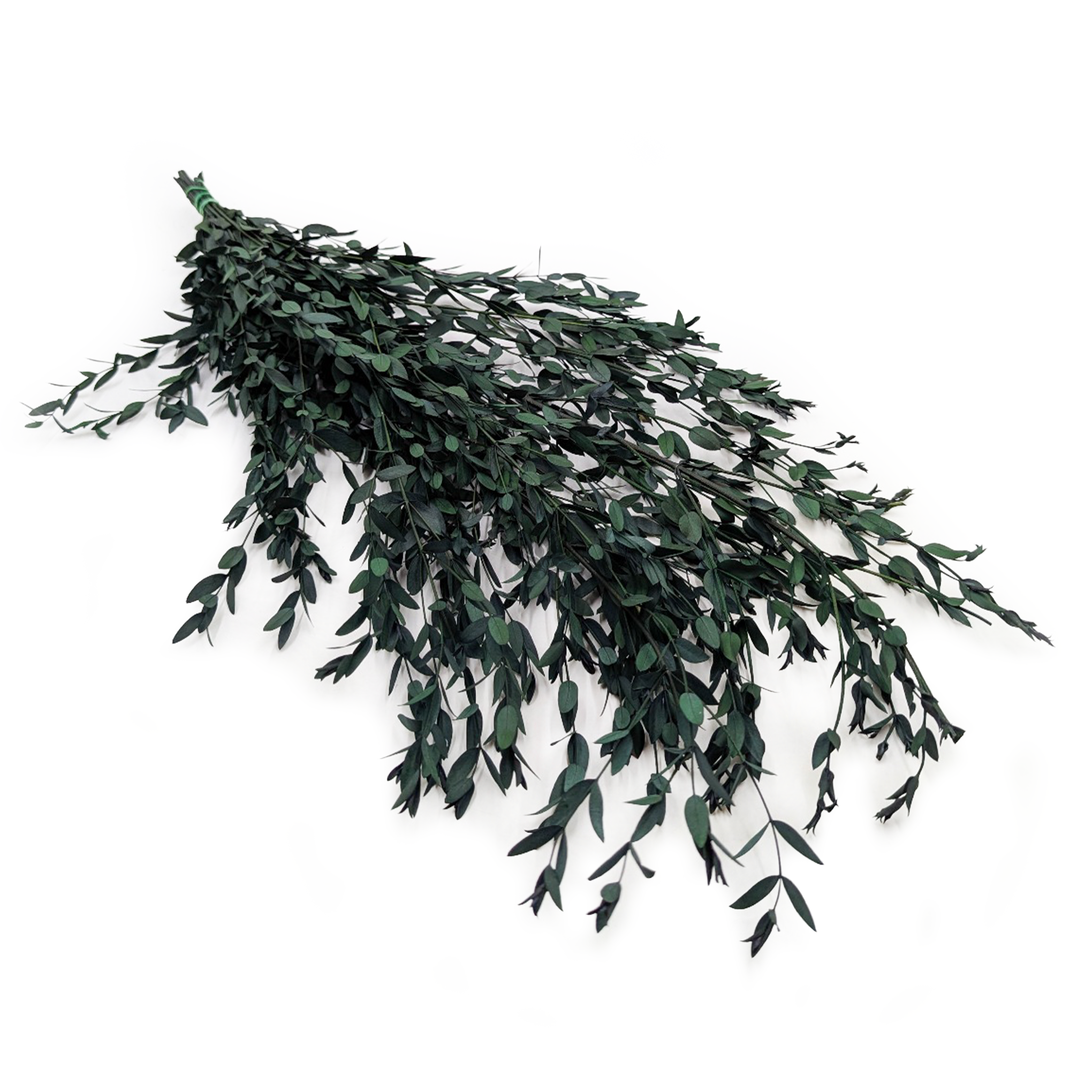 Stabilisierter Eukalyptus – Parvifolia – Grün
