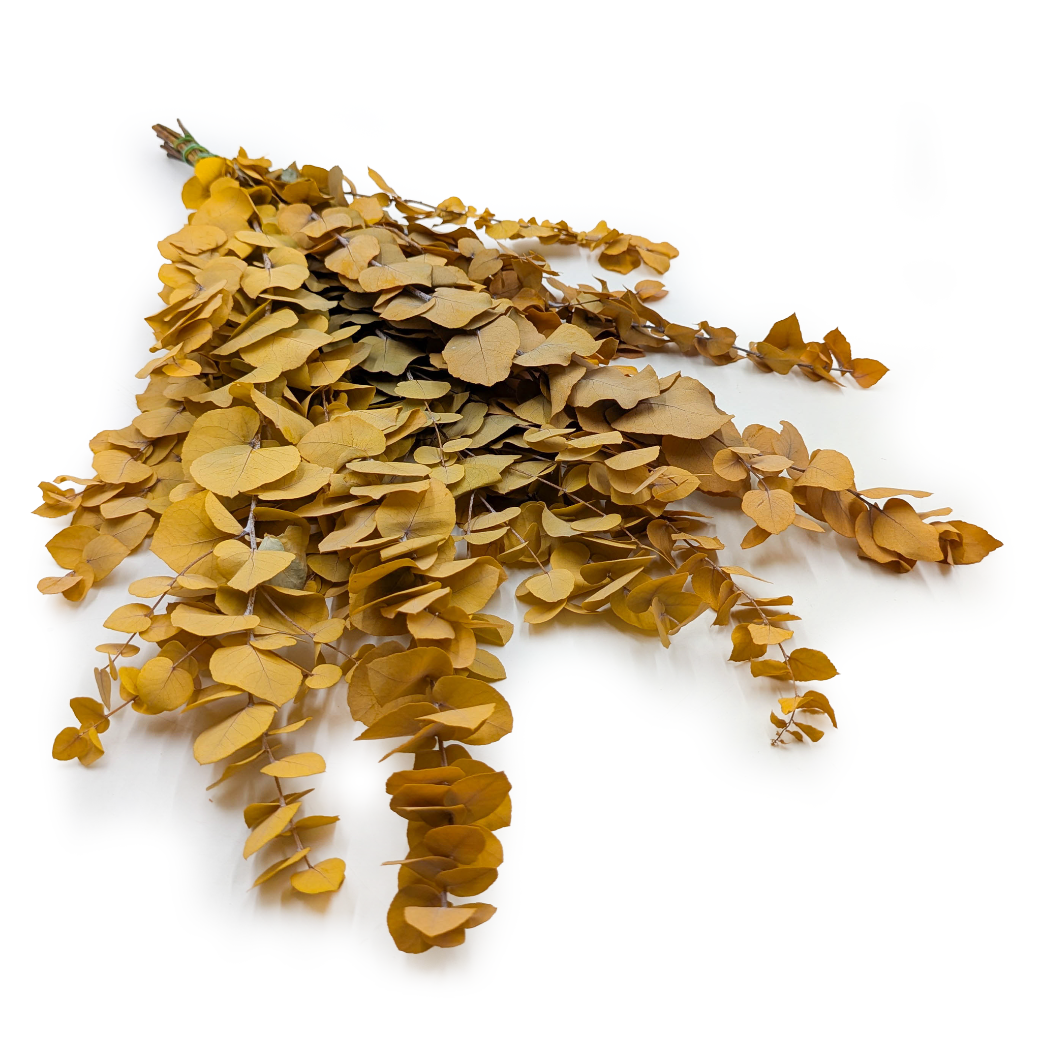 Stabilisierter Eukalyptus – Stuartiana – Gelb