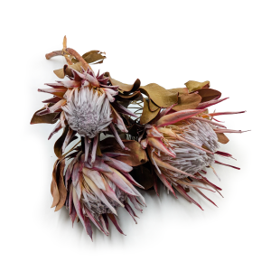Protea King – Getrocknet – 3 Stück