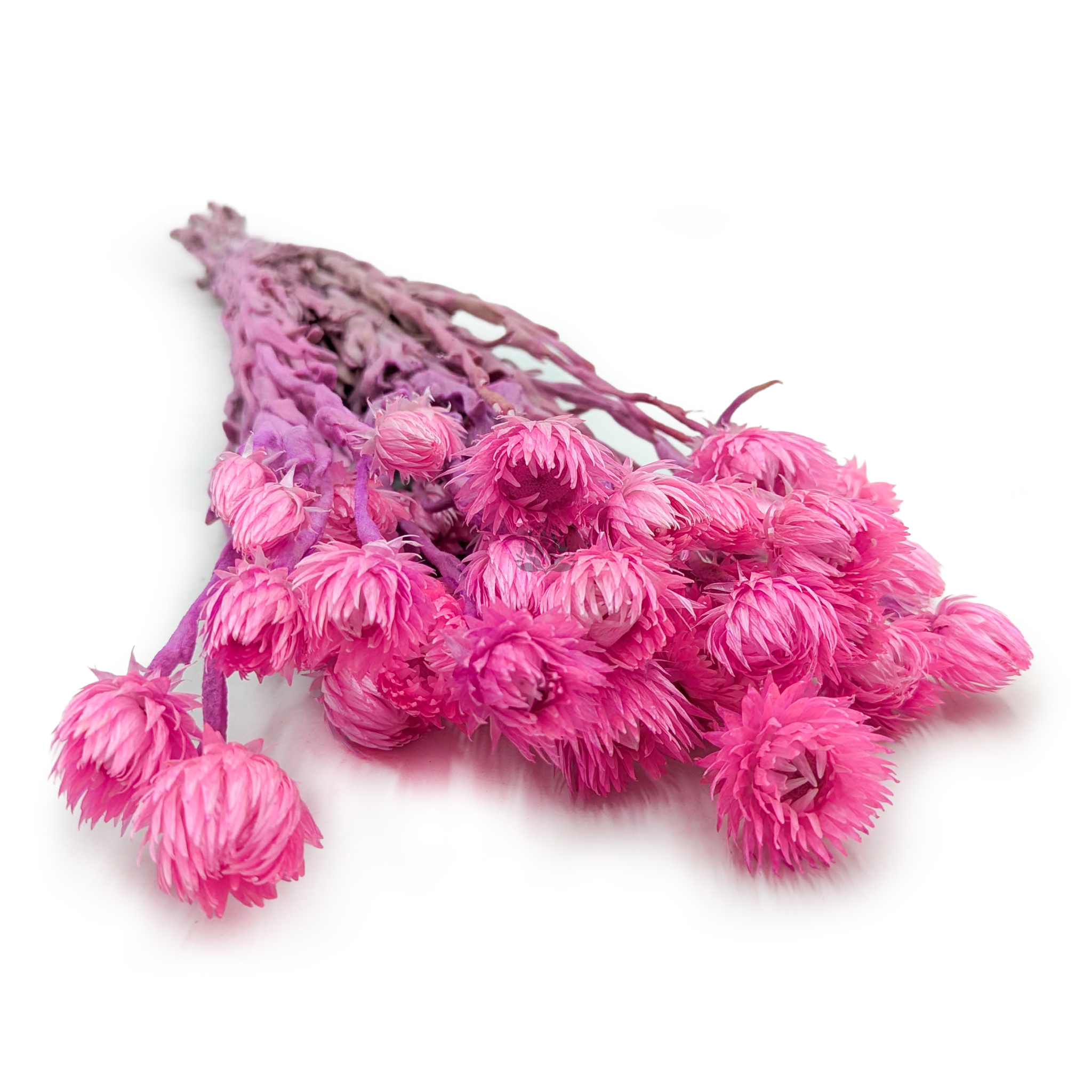 Kaapsblume - Phaenocoma prolifera - (Kapstrohblume) - Rosa